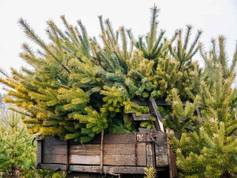 В декабре в Орле откроют 30 елочных базаров