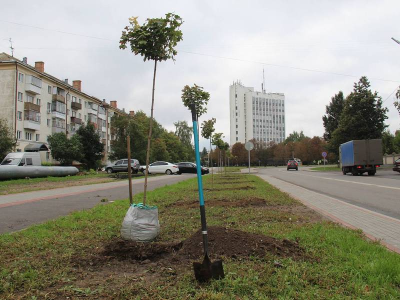 На улице Ломоносова в Орле высаживают новые деревья